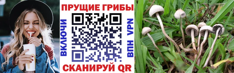 ОМГ ОМГ сайт  Ростов-на-Дону  Псилоцибиновые грибы Cubensis  мориарти состав  как найти  